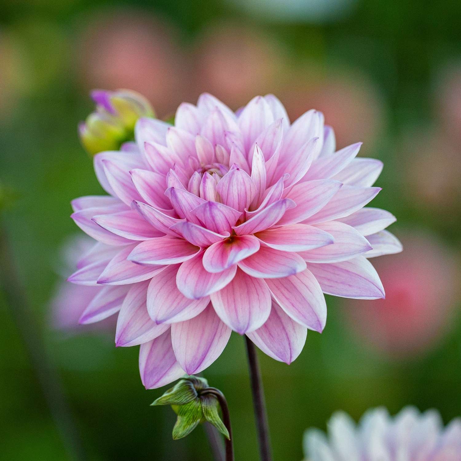 Dahlie 'Karma Prospero'